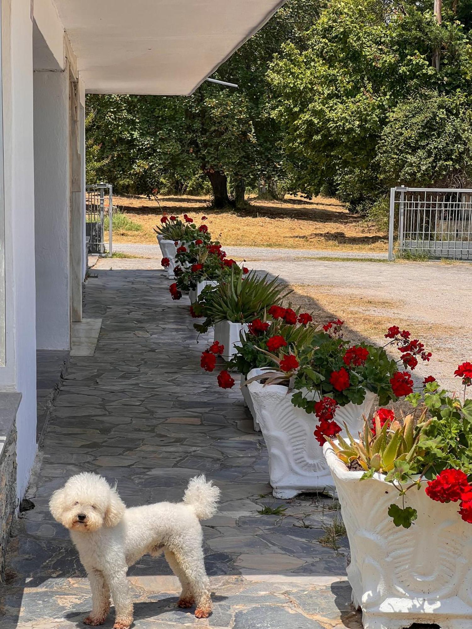 Prado Apartment Hotel Limín Litochórou Dış mekan fotoğraf